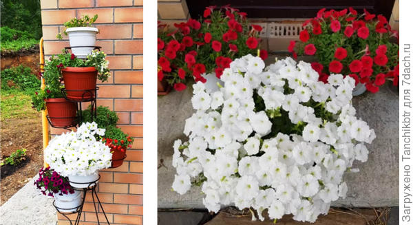 Петуния ампельная Изи Вейв Белая