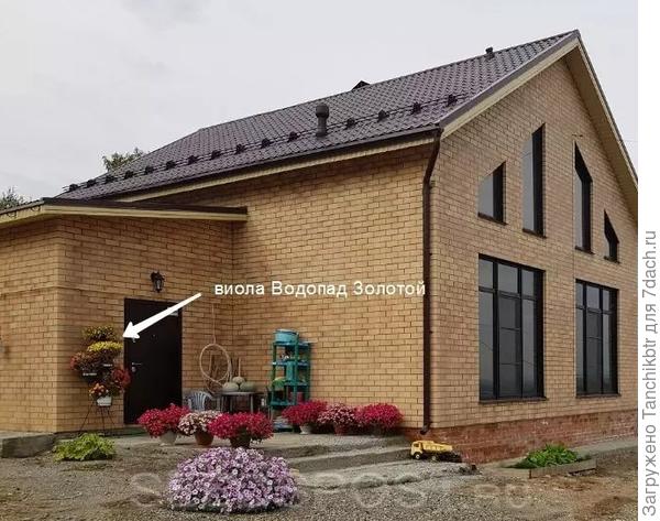 Это &quot;шапки&quot; 2020 года. Сделала скрин с отзыва о виолах, поэтому так. Но петунии на всех фото (от 2019, 2020 и 2021 гг) разных серий