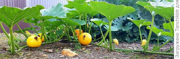 Японская принцесса