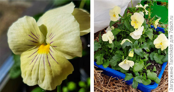 У меня же были цветки с фиолетовыми штрихами или однотонные, ванильные