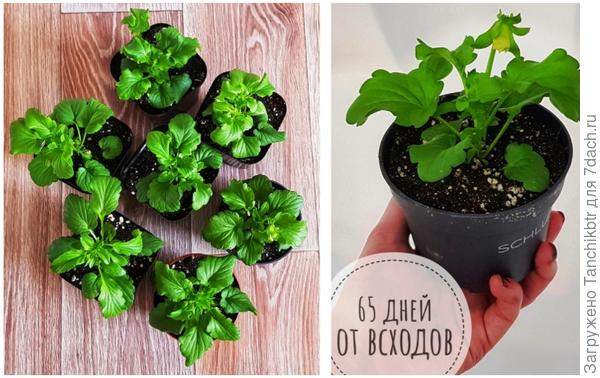 Сеяла проклюнувшимися семенами в период с 14 по 28 февраля в небольшие горшочки на 80 мл. Первая перевалка была 17 марта в емкости объемом 300 мл. Вторая пересадка – 24 апреля в тару на 0,5 и 0,7 литров