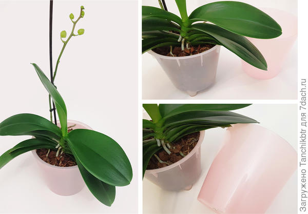 Вживую. Горшки полупрозрачные. Но в них орхидеи развиваются на порядок лучше (до этого были примерно такого же плана, но полностью прозрачные с аппликацией)