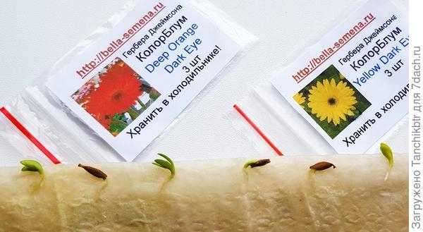 Виолу еще не сеяла, буду не раньше 10-15 февраля, так бы процесс «от и до» показала :) Но 30 и 31 января разложила на проращивание семена герберы Джеймсона горшечной и гвоздики махровой. Вчера уже проклюнулись семена (через ≈ 33 ч гвоздика и 55 ч гербера), хотя изучала информацию до посева и по гербере многие жаловались на недостаточно хорошую и быструю всхожесть. Сегодня уже зеленеют 100% всходы. Вечером сегодня или завтра перемещу в землю.