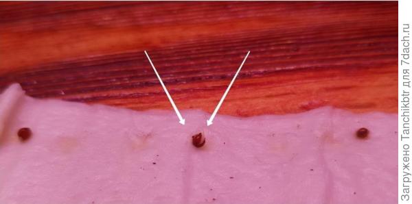 Проклюнувшееся семя виолы. В прошлом году дожидалась, когда покажется «клювик» и переносила в стаканчики с землей. Поняла, что лучше держать в «улитках» до всходов