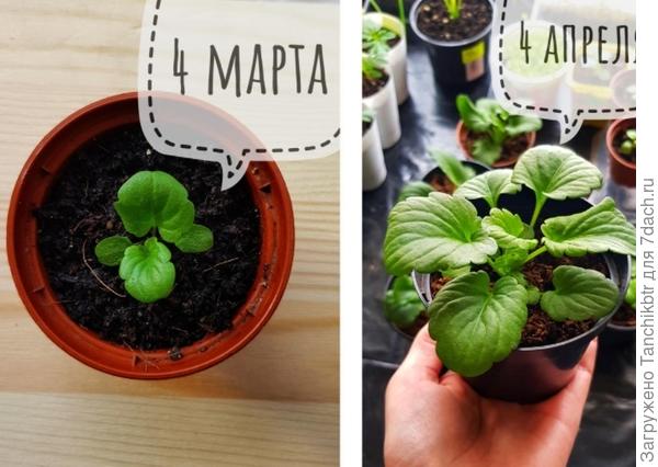 Рассада виолы 2020 г.