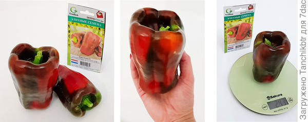 Помпео первого сбора. Но не факт, что он у нас будет вызревать при нормальном лете, а не пекле, что стояло в 2021 году