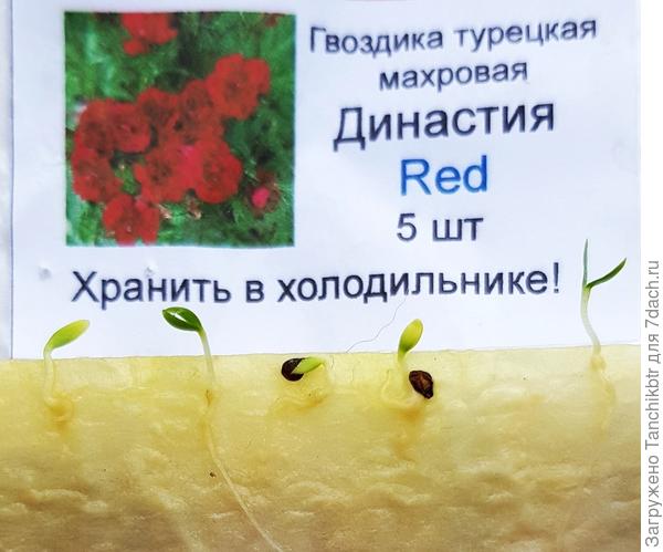 Сеянцы гвоздики надо уже сегодня переместить в горшочки с землей, вечером займусь. Бумага выглядит «грязной», т.к. при замачивании применяла «Энерген Аква»