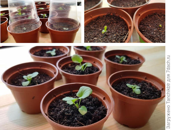 Перемещала в небольшие горшочки на 80 мл, сверху ставила пластиковую рюмку - импровизированная тепличка. Снимала после всходов и как полностью развернуться семядоли и/или появится настоящий листик