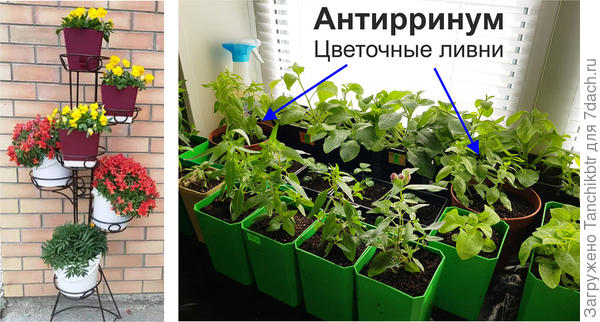 Понравилось давать в рассаде сразу большой объем, на фото стрелочками указываю на горшочки с львиным зевом, в каждый высаживаю по 3 сеянца. На переднем плане в стаканах на 700 мл тоже антирринум (но не ампельный), если приглядеться – уже в бутонах (сеяла 7 февраля). Так вот... фото слева – это 15-ые или 20-ые числа мая, первый день, как выставила цветы на улицу и уже такой роскошной «шапочкой» цветет львиный зев