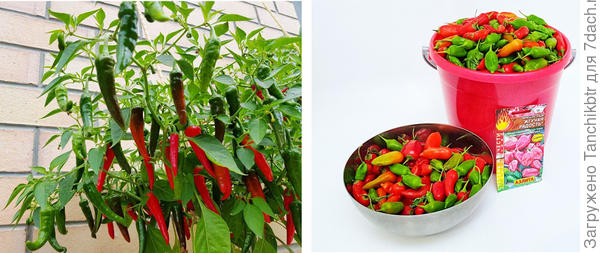 На фото слева перчик Феникс, он как раз кустарниковый, если не память не изменяет, с ним переопыление невозможно, можно спокойно выращивать со сладким