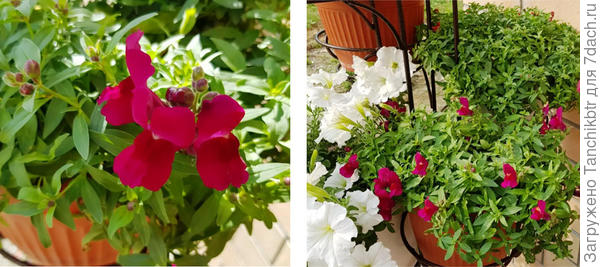 Скромное начало цветения