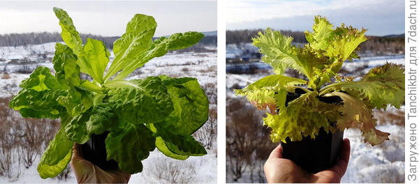 Слева – салат &quot;Московский парниковый&quot; через 47 дней с момента посева. Справа – Лолло-Росса на 58 день