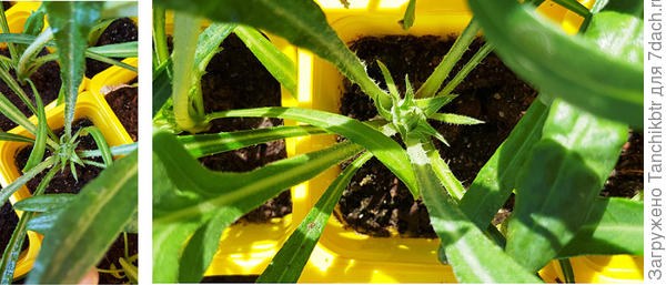 На момент высадки почти все были уже с бутончиками