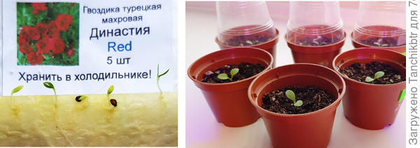 Перцы и томаты еще не сеяла, рано. Вот гвоздика махровая, сеяла 31 января, 2.02 семена проклюнулись, 3 февраля рассадила, уже намечается настоящий листочек