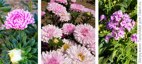 Порыскала в галерее, терпимее отношусь к таким оттенкам розового, более нежным, не вырви глаз. Хотя в телефоне и фактически астры (первые две фото – одна и та же, просто в разное время сфотографирована) и флокс розовые, а на ПК скинула – уходит в сиреневый