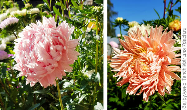 От данного цвета осталась в полном восторге, для меня он пыльно-розовый. Но цвет тоже немного меняется. Астра одна, время съемки разное