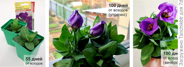 Синяя чуть припозднилась в сравнении с бело-розовой