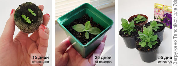 Так развивалась,  твоя 10-дневная лучше выглядит, чем мои на 15 день от всходов