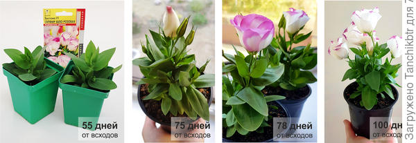 Расцветки соответствуют