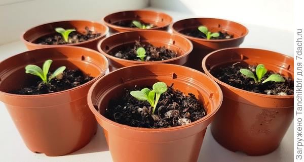 Любуюсь :D благодаря рекомендации посеяла 31 января в &quot;улитку&quot; без земли, 02.02 появились &quot;клювики&quot;, а 3 февраля уже сеянцы рассадила в горшочки на 80 мл