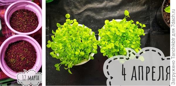 Рассада лобелии довольно быстро развивается - это прошлый год, сеяла 7.03