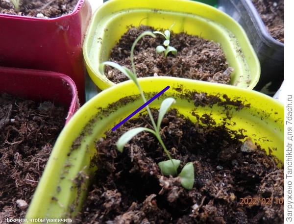 только чуть ниже, в нескольких мм от листиков