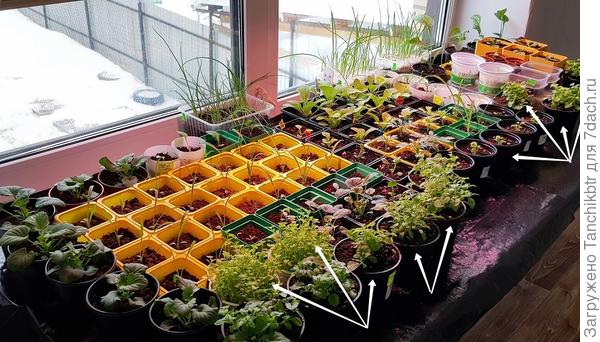 Но в прошлом году пришлось нещадно делить и стричь. Каждый такой "сметанный" ком :) делила на 6 частей, пересаживая каждую в технические горшочки на 330 мл