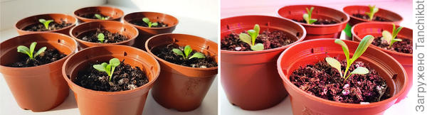 Слева - 10.02 почти под вечер, а справа - 12.02 утро :)