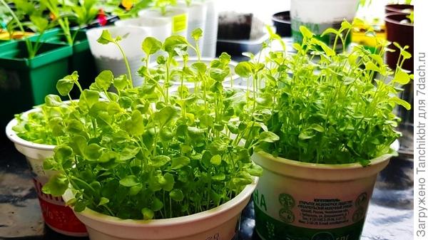 Раньше в такие емкости из под сметаны сеяла, для лобелии именно они очень нравились. Держала в них вплоть до высадки в ОГ (фото также от 4 апреля)