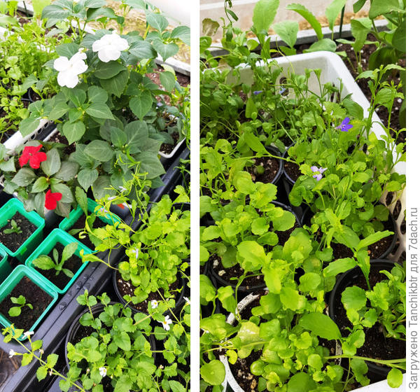 Нашла фото небольшой части рассады лобелии на 9 мая (это уже теплица)