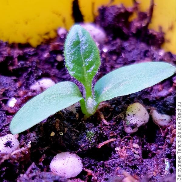 Как же мне нравятся такие цветочки, которые уже с появлением первого листика завораживают :blush: