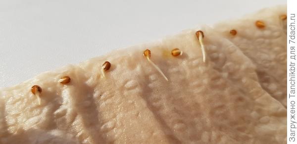 посеяла 06.02, фото от 8 февраля