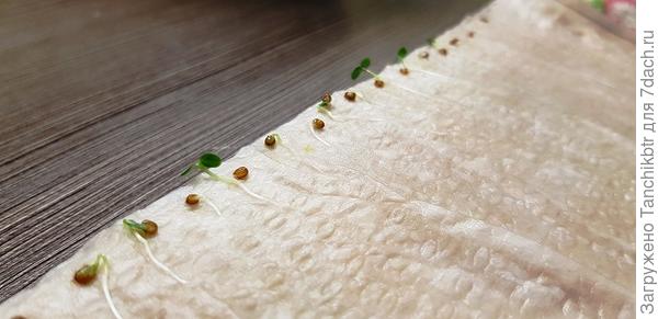 тут уже сеянцы, просятся в горшочки с землей :D