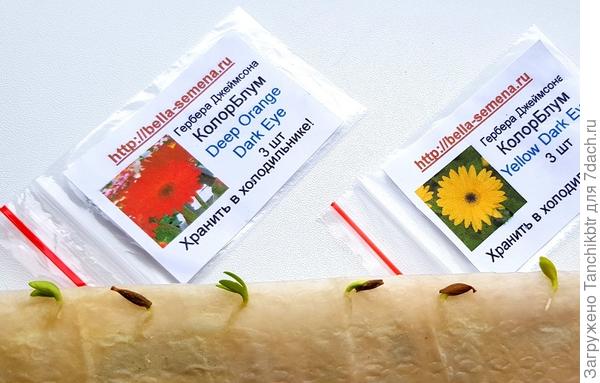 Всходы герберы