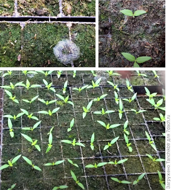Фото не мое, скрины с видео. Но картина примерно такая же(( Только в тепличном хозяйстве рассада уже большенькая, а мелким всходам разве пробить такое? :( особенно таким, как бегония и гейхера