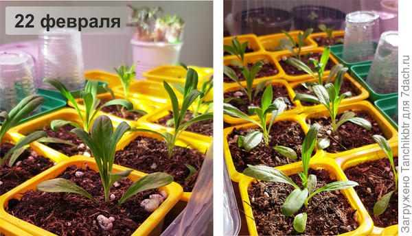 Правда, не долго гвоздике осталось «нежиться» :), хочу на днях в прохладную комнату перенести, на подоконник поставить. Там тоже лампы, но по опыту прошлого года все же хуже. Посмотрим, сильно ли будет капризничать