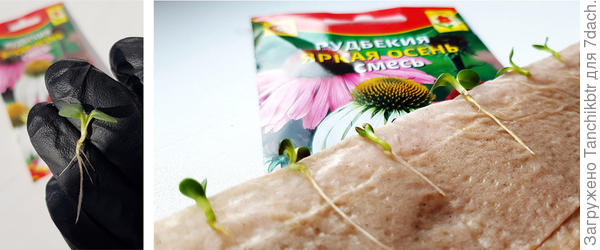 Вот такие и меньше удобно в стаканчики с грунтом рассаживать. Из 8 семян 7 проросли. А, может, и 100% :) пока туда-сюда для публикаций пеленку раскручивала, могла и потерять)))