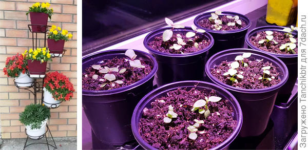 В этом году взяла всего два сорта: Кэнди Шауэрс Deep Purple и Кэнди Шауэрс White. Будут ампельными