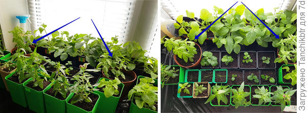 Есть фото в рассаде – это или 15-ые, или 20-ые числа апреля, не сказать, что выглядит переросшим. В горшочках ампельный, а на переднем плане обычный низкорослый