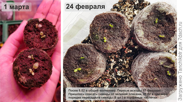 Пересаживать было довольно сложно, всходы были небольшими. Но ничего, очухивается, выпада нет. Так что нормально гейхера переносит пересадку