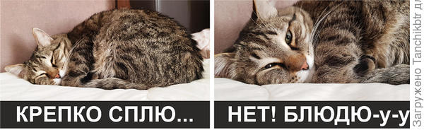 Хроники "блюдилово"