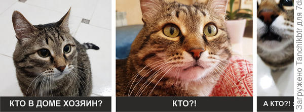 Кто в доме хозяин?!