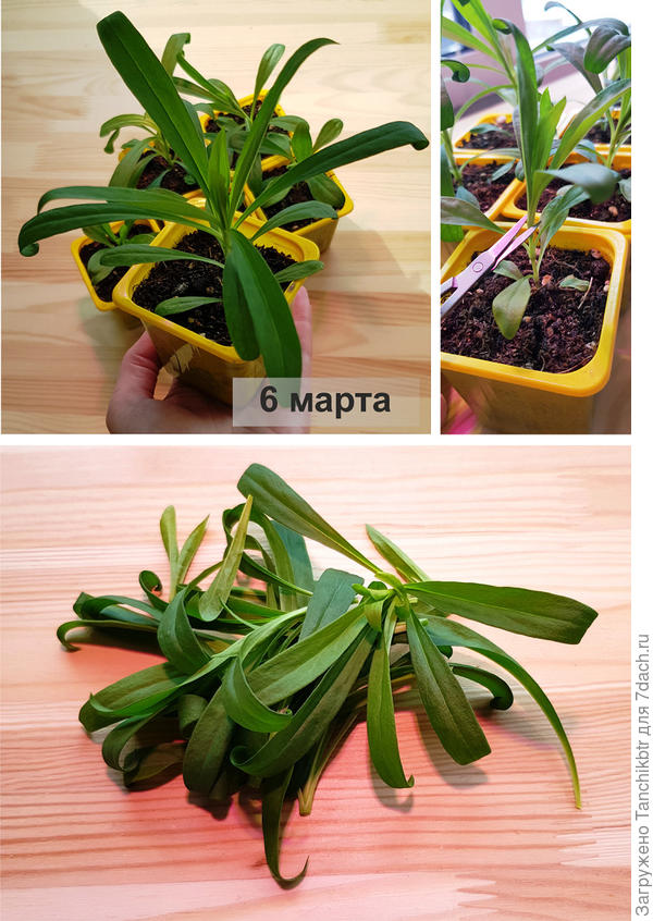 Не жалея отрезала лишнее