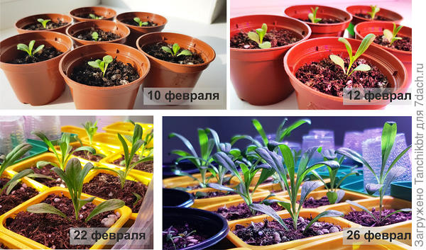 Здесь снова динамика, так интересно наблюдать за развитием