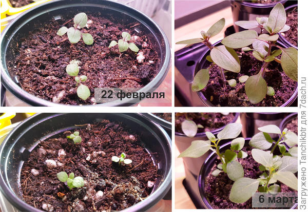 Пересаживала из общего контейнера в емкости на 330 мл 22 февраля