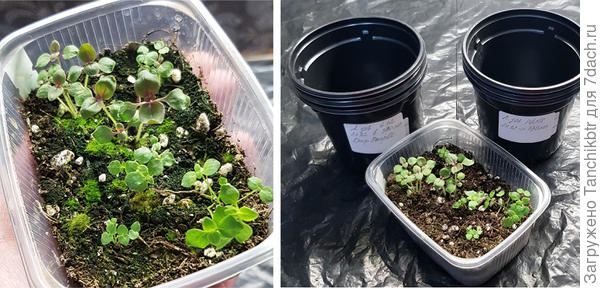 Вот такая зеленая плесень все контейнеры обуяла. Хорошо, л. зев быстро растет, его удалость спасти, но были сеянцы "заторможены"