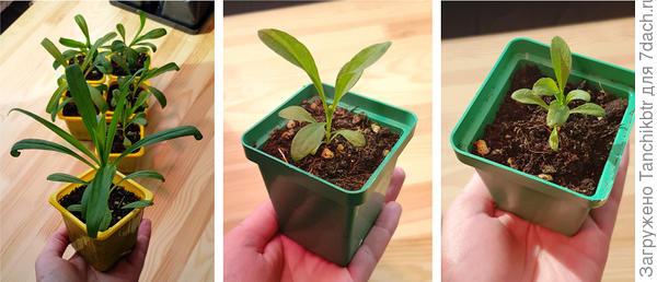 Существенная разница в развитии. Первое фото сделано вчера, два последующих - сегодня. Тормозит только гвоздика Династия RED