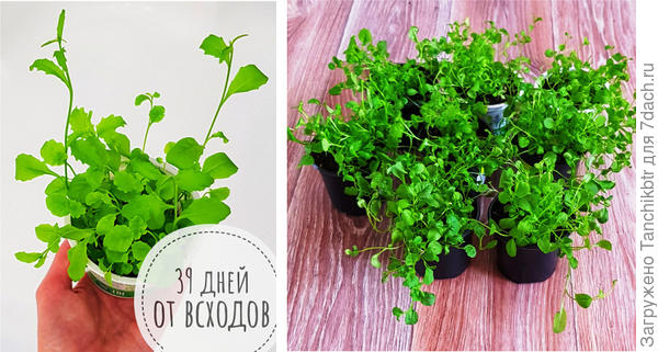 Рассада лобелии на 20 апреля