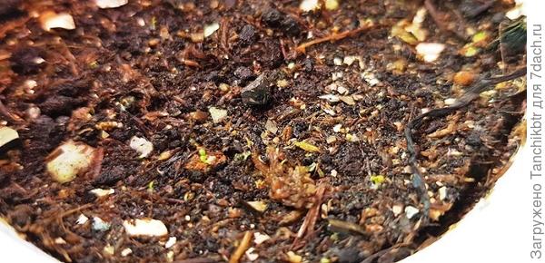 Уже всходит. Да, собственно, как обычно, через 2-3 дня