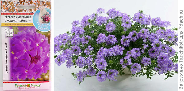 Вот какая красотка оказывается вербена Имаджинейшен. Конечно, обходила стороной, не сеяла, т.к. фото на пачке с семенами не передает абсолютно красоту